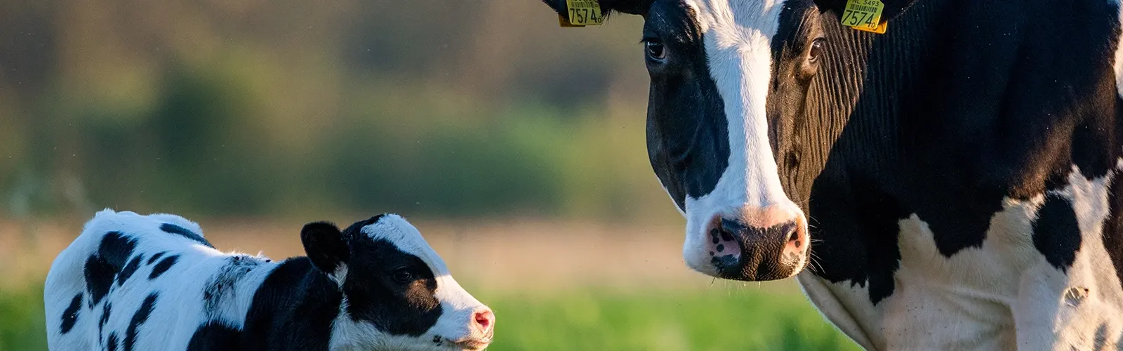 Managing Negative Energy Balance Post Calving for Healthier Herds and Higher Yields