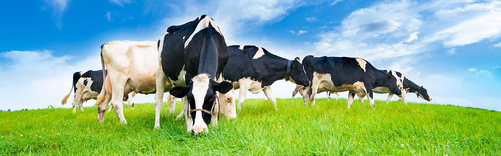 Meeting Nutritional Needs When Turning Cows Out to Grass