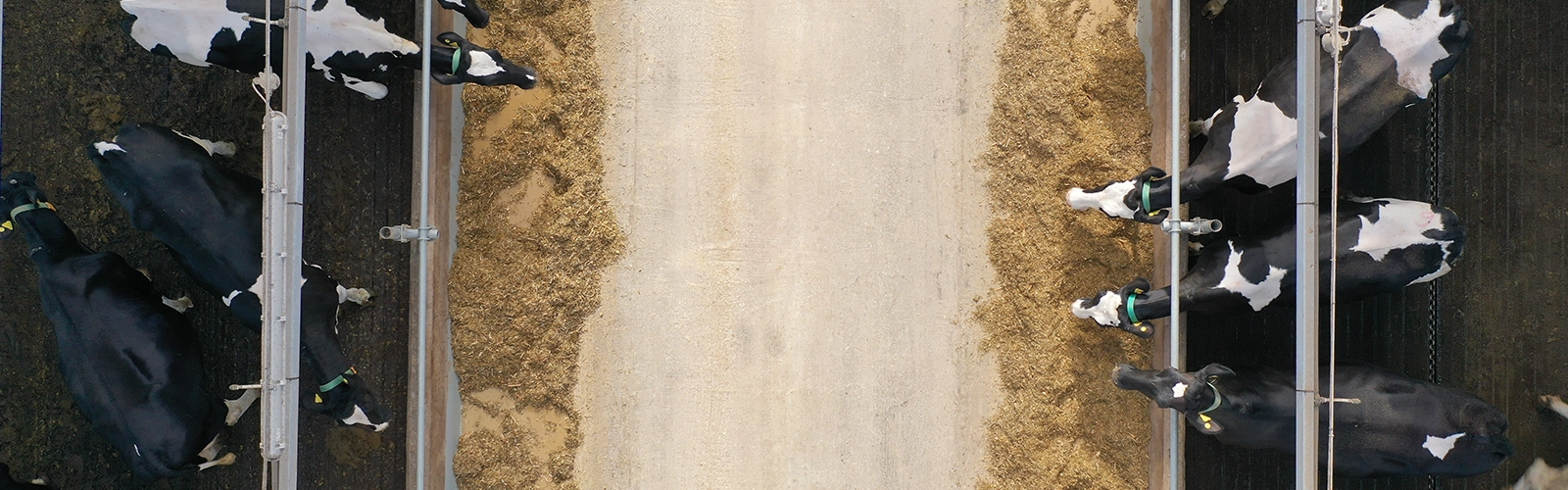 Essential Housing and Feed Management Tips for Wintering Dairy-Beef Animals