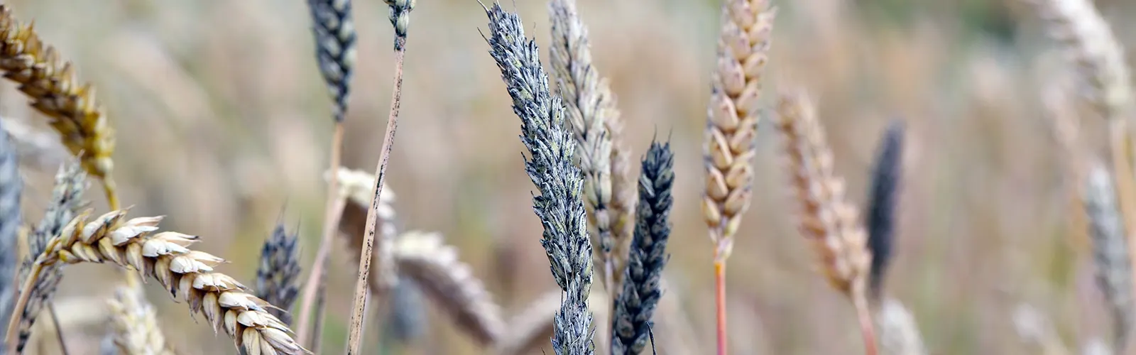 Elevated Mycotoxin Levels in Maize Silage: Risks, Symptoms, and Solutions